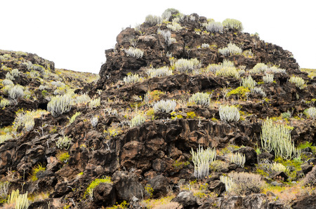 Cactus on the Black Basaltic Volcanic Mountain in El Hierro Canary Islandの写真素材
