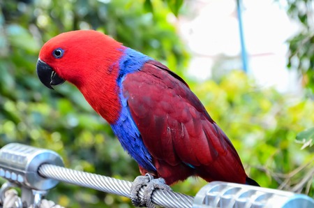 Parrot Tropical Bird with a Colroed Fatherの写真素材