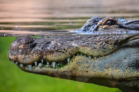 Big Brown and Yellow Amphibian Prehistoric Crocodileの写真素材