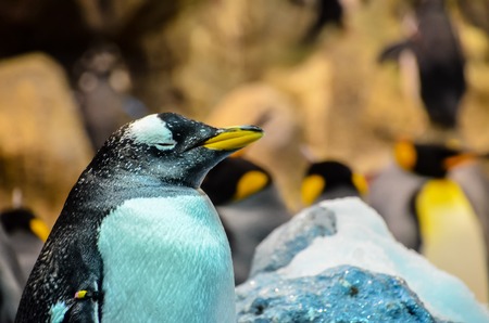 Black and White Colored Penguin in a Cold Placeの写真素材