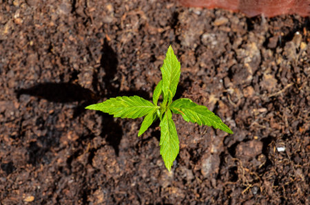 Cannabis Leaf Texture On a Black Background