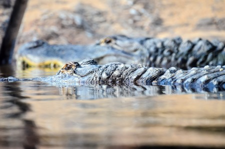 Big Brown and Yellow Amphibian Prehistoric Crocodileの写真素材
