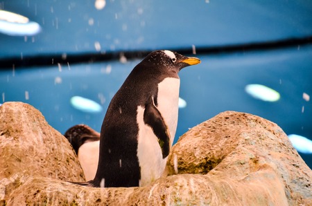 Black and White Colored Penguin in a Cold Placeの写真素材