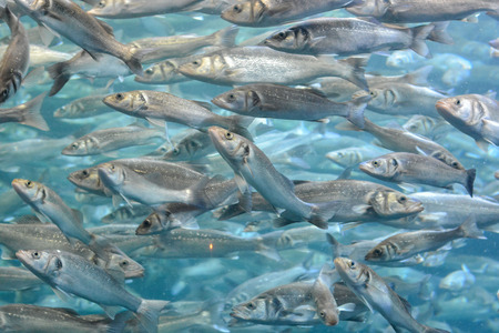 Underwater School of Silver Gray Fish in Aquariumの写真素材