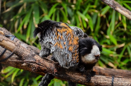 Callithrix Geoffroyi Small Black and White Monkeyの写真素材