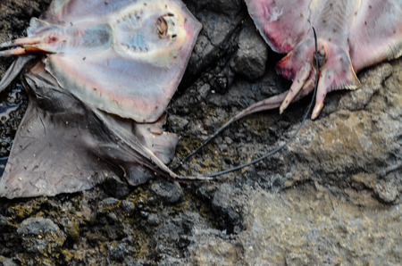 Dead Stingray Fish on the Coast near the Atlantic Oceanの写真素材