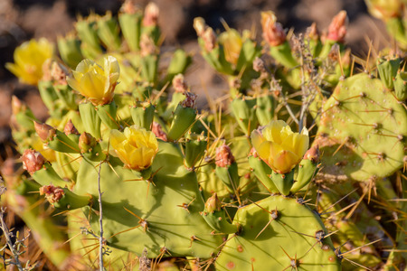 Green Prickly Pear Cactus Leaf in the Desertの写真素材