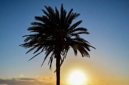 Palm Tree Silhouette at Sunset in Canary Islandsの写真素材