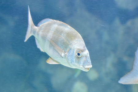 Picture of Underwater Fish in Water Tank Aquariumの写真素材