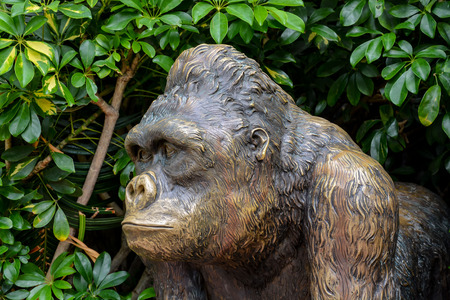 Picture of a Strong Adult Black Gorilla Statueの写真素材