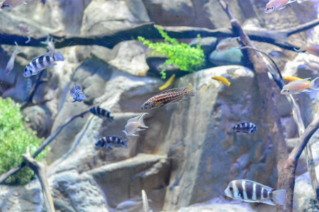 Picture of Underwater Fish in Water Tank Aquariumの写真素材