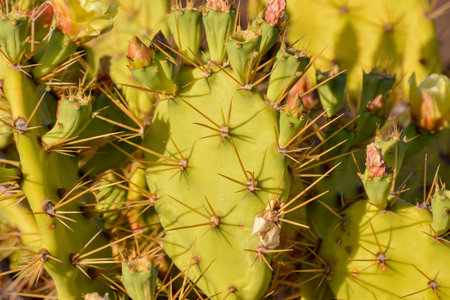 Green Prickly Pear Cactus Leaf in the Desert