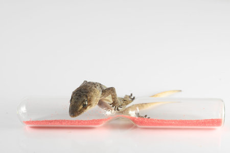 One Small Gecko Lizard and Hourglass on a White Background