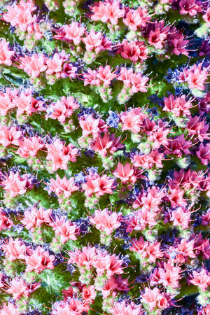 Picture of Classic Flower Background Texture Pattern