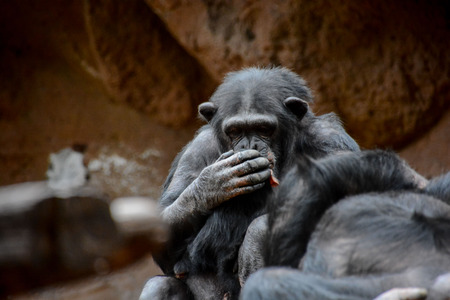 Wild Black Chimpanzee Mammal Ape Monkey Animalの写真素材