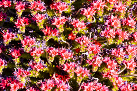 Specimens of Endemic Red Tenerife Bugloss in Teide National Park Canary Islands Spain