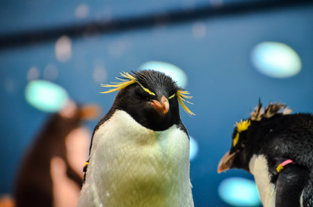 Black and White Colored Penguin in a Cold Placeの写真素材
