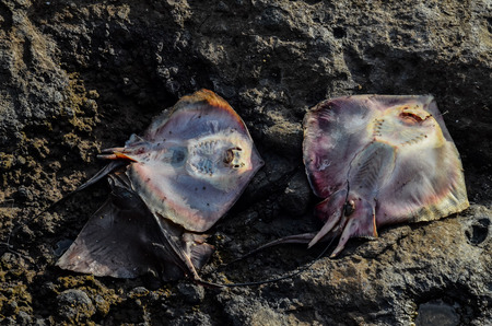 Dead Stingray Fish on the Coast near the Atlantic Oceanの写真素材