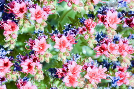 Picture of Classic Flower Background Texture Patternの写真素材