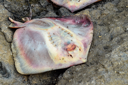 Dead Stingray Fish on the Coast near the Atlantic Oceanの写真素材
