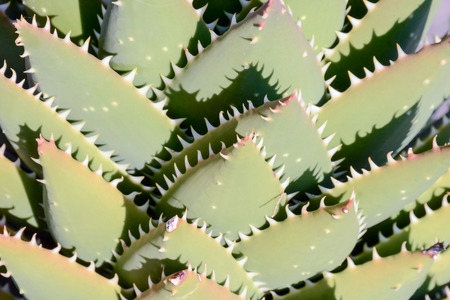 Photo Picture of a Tropical Cactus Texture Backgroundの写真素材