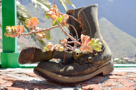 Strange Unusual Plant Potの写真素材