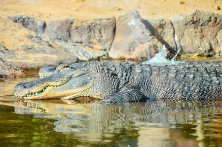 Big Brown and Yellow Amphibian Prehistoric Crocodileの写真素材
