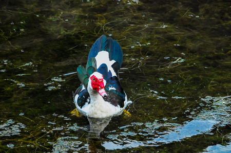 Muscovy Duck Swimming in a Black Water Lakeの写真素材