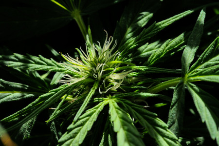 Blooming Marijuana plant with early white Flowersの写真素材