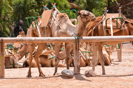 Photo Picture of a Camel in the Desertの写真素材