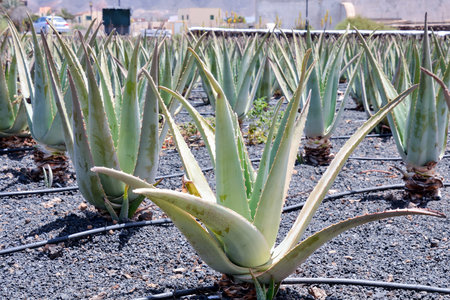 Medicinal Aloe Vera Plant in the Canary Islandsの写真素材