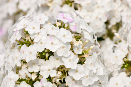 Photo Picture of Beautiful Blooming Flower Backgroundの写真素材