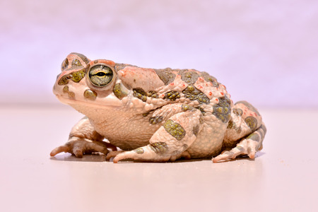 Photo Picture of a Bufo Common European Toadの写真素材
