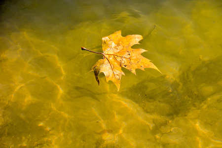 Photo Picture of a Single Maple Leaf Floating,の写真素材