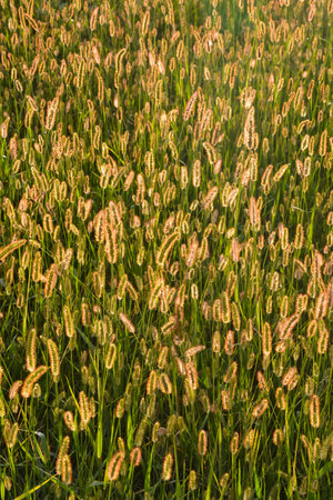 Photo Picture of the Green Grass Pattern Texture Background