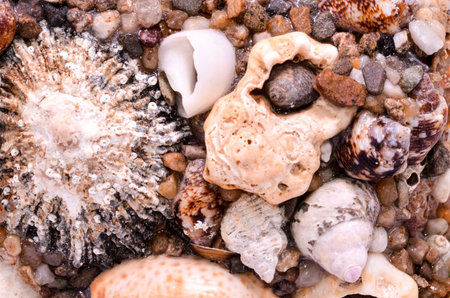 Texture Background of colored round sea shells