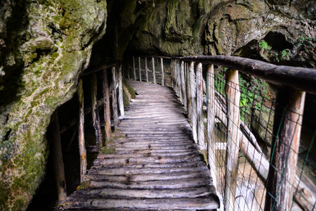 Photo Picture of Deep Forest Pathway Wooden Footbridge