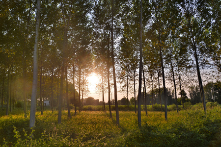 Picture Photo of Green High Pine Tree Viewの写真素材