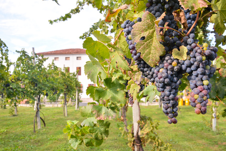 Photo Picture of a Beautiful Grape Fruit Vineyard Ready to Produce Wineの写真素材