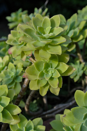 Close Up of a Green Cactus Succulent Plantの写真素材