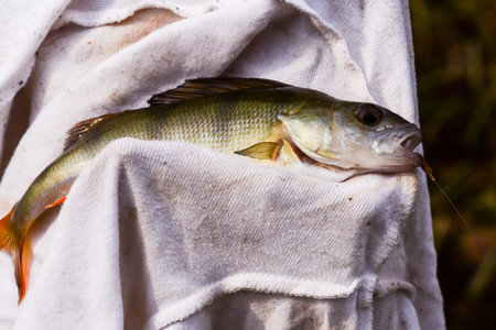 photo Picture of a Fish Catched by a Fisherman