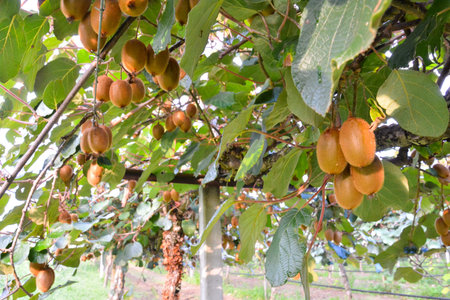 Photo Picture of Kiwi Fruit Plantaion Treeの写真素材