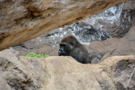 Picture of a Strong Adult Black Gorillaの写真素材
