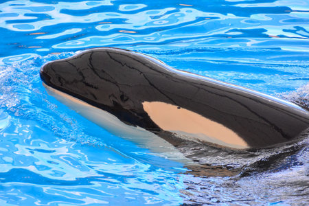 Photo Picture of a Mammal Orca Killer Whale Fish