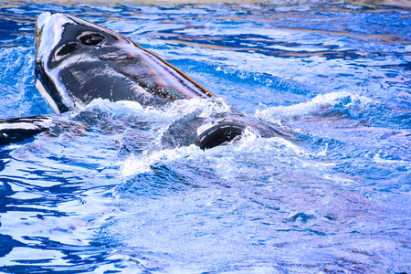 Photo Picture of a Mammal Orca Killer Whale Fishの写真素材