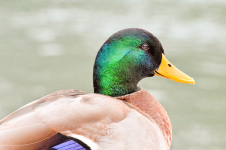 Photo Picture of a Beautiful Water Bird Duckの写真素材