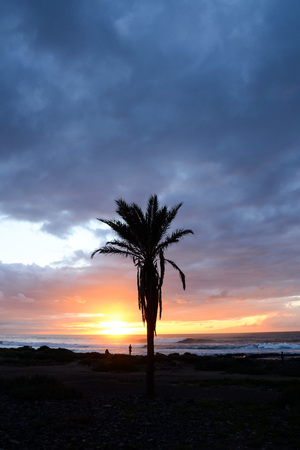 Green Palm Canarian Tree on the Blue Sky Backgroundの写真素材