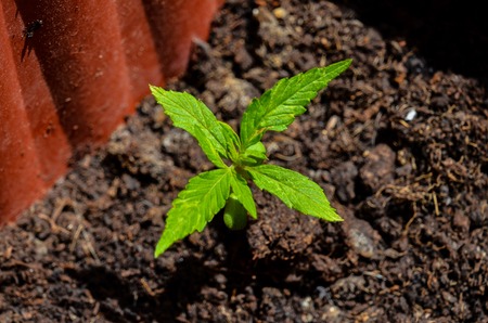 Cannabis Marijuana Green Young Plant over the Floorの写真素材