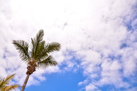 Green Palm Canarian Tree on the Blue Sky Backgroundの写真素材