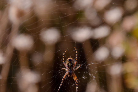 Photo Picture of a Spider and his Web